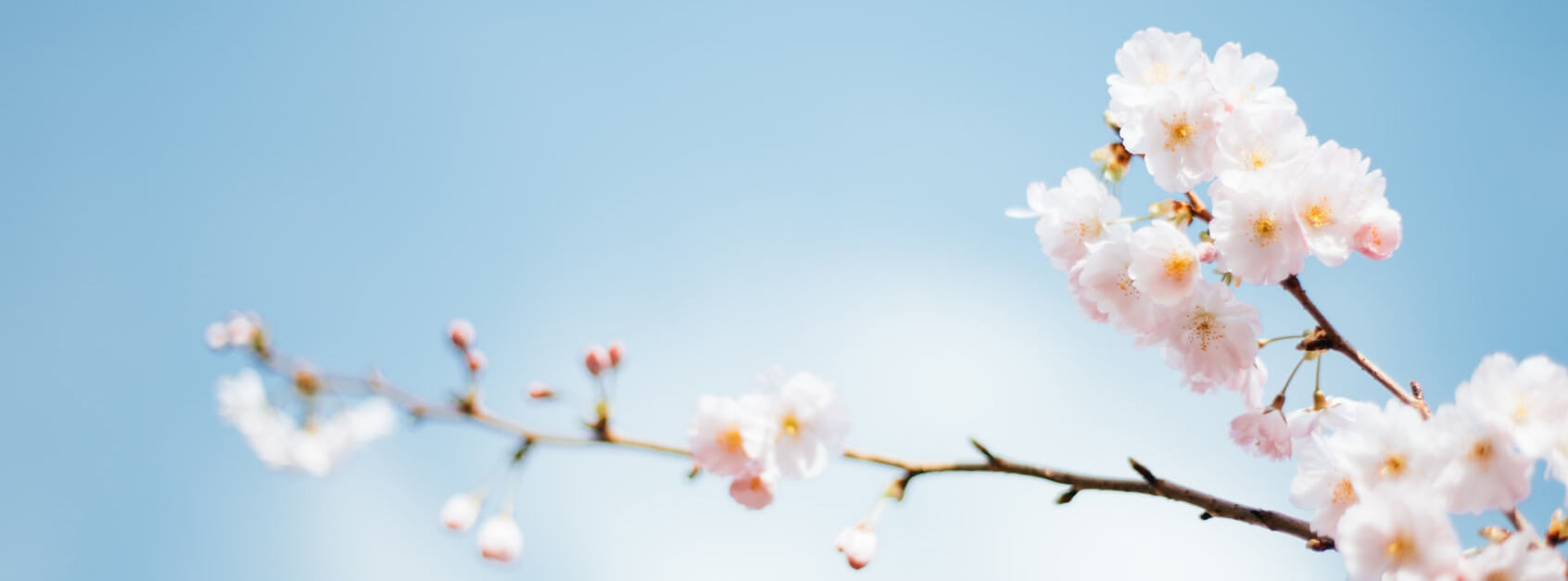 友蕊
